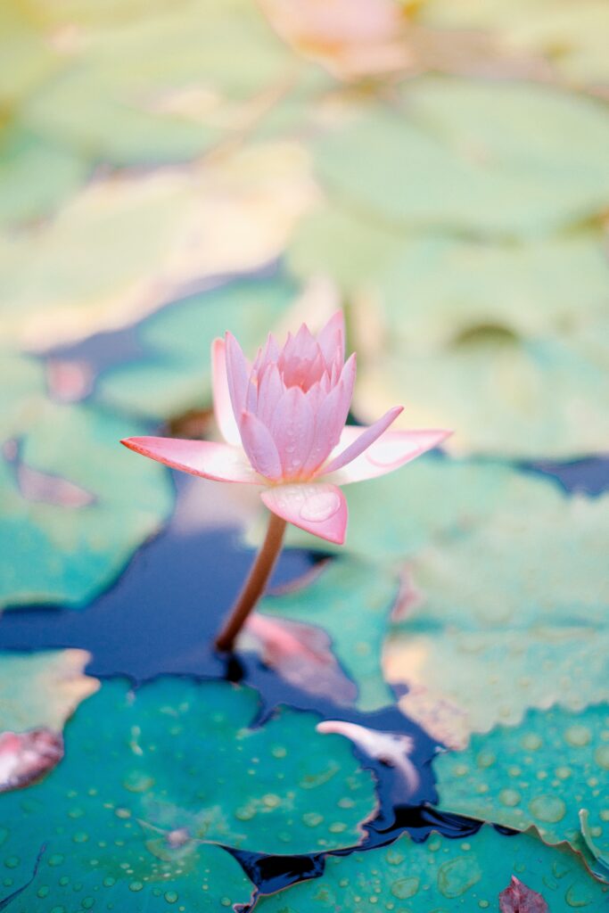 pink flower growing out of water representing faith during Christian counseling