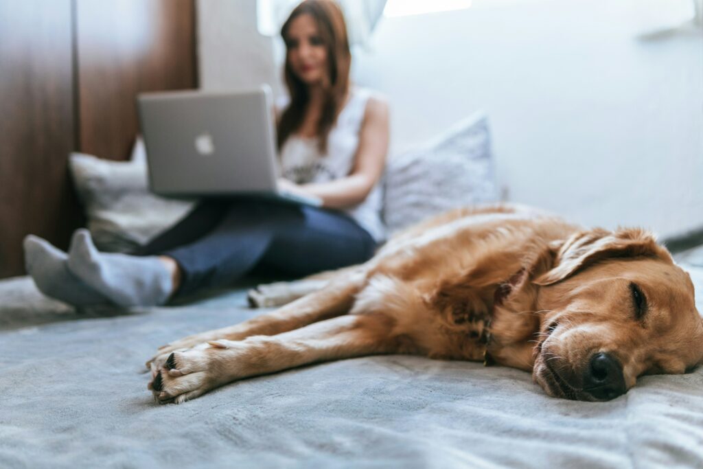 a dog sleeping on the bed with a woman in the background haveing a teletherapy session online